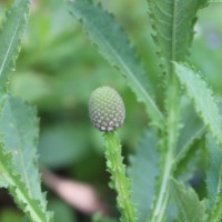 Sphaeranthus indicus L.